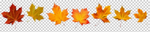 Collection autumn maple leaves isolated on transparent background leaf png psd