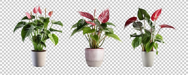 Collezione di belle piante in vasi di ceramica isolati su sfondo trasparente