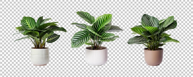 Collection of beautiful plants in ceramic pots isolated on transparent background