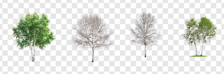 PSD collection of birch tree isolate on transparent background