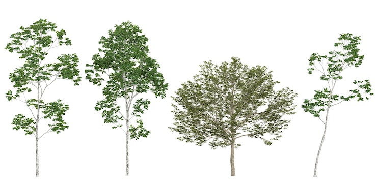 PSD collection of broussonetiabetula trees on transparent background from the top view