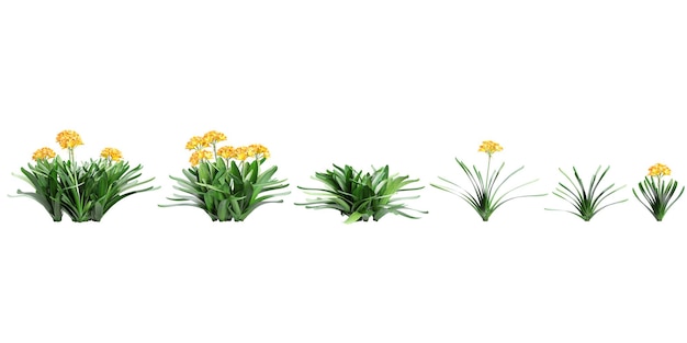 PSD collection of clivia miniata plant isolated on white background 3d render