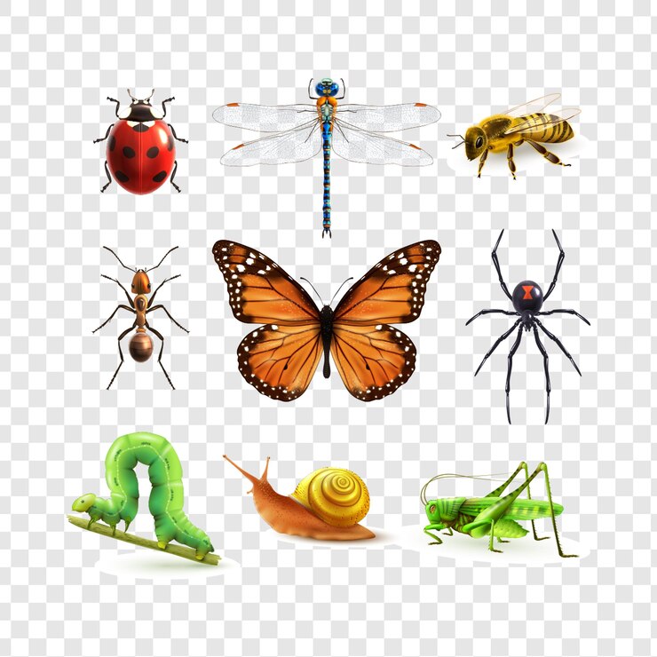 PSD collection of diverse insects butterflies bees and more isolated on transparent background