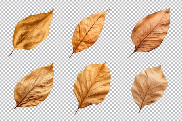 PSD collection of dried leaves isolated on transparent background