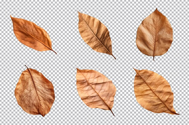 Collection of dried leaves isolated on transparent background