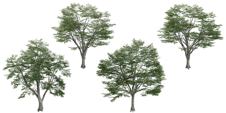 PSD collection of fagus plants isolated on white background