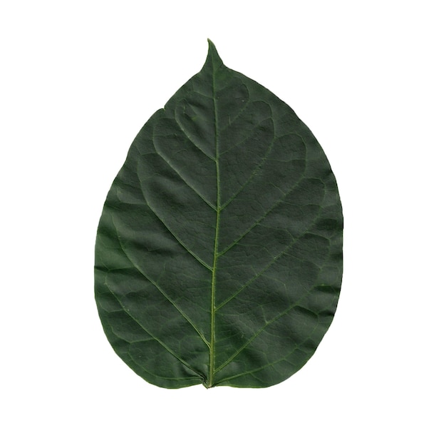 PSD collezione di foglie verdi isolate su sfondo bianco