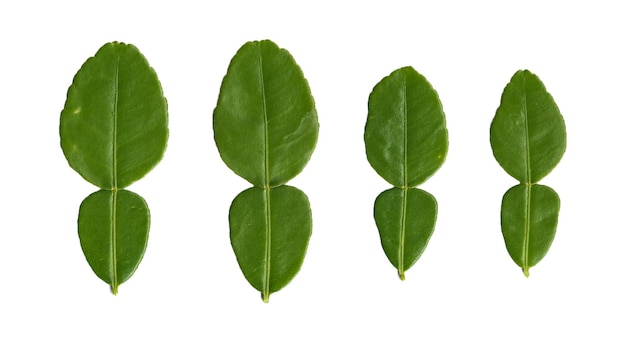 PSD collection of green lime leaf with different size isolated on white background