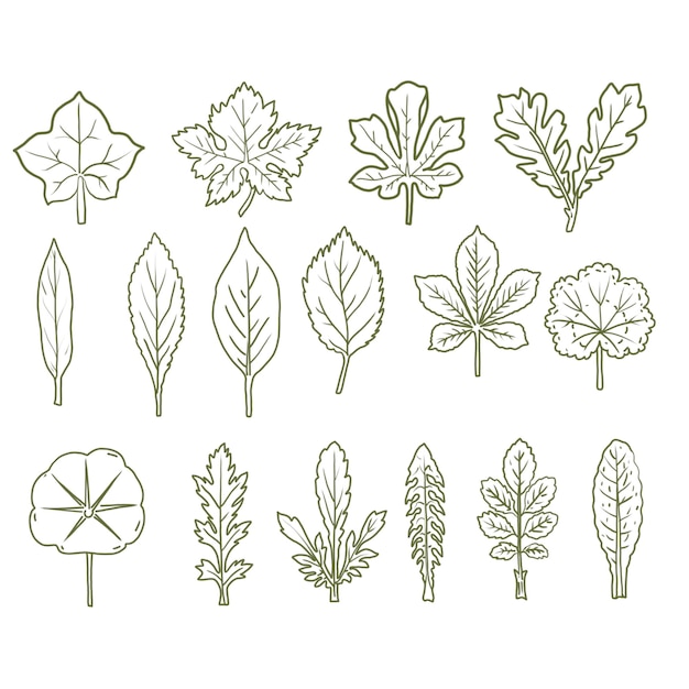 collection of hand drawn leaves