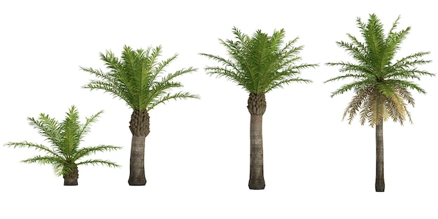 Collection of Date palm plants with transparent background