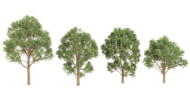 Collection of griseum trees on transparent background