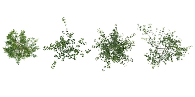 Collection of Himalayan BirchYoung Birch Trees on transparent background from the top view