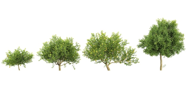 collection of limon trees on transparent background