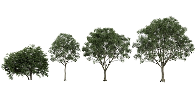 collection of neem trees on transparent background from the top view