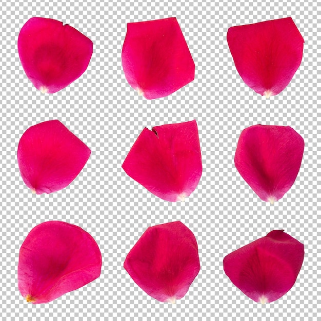 PSD 장미 꽃 꽃잎 격리 된 렌더링의 컬렉션