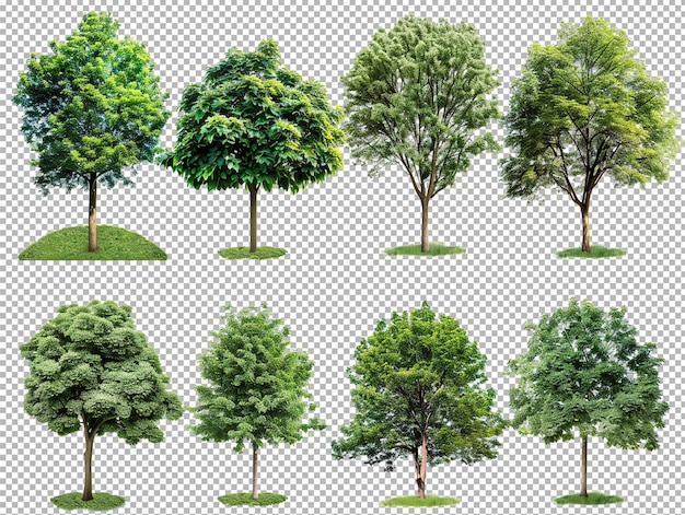 PSD Коллекция деревьев