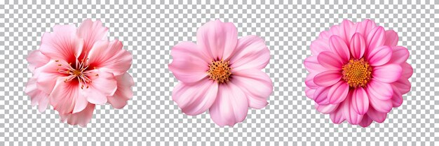 PSD 透明な背景に分離された様々なピンクの花のコレクション