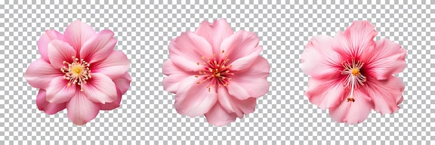 PSD 투명 한 배경 에 고립 된 여러 가지 분홍색 꽃 들 의 컬렉션