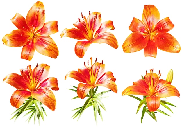 a collection of orange lilium bulbiferum flowers