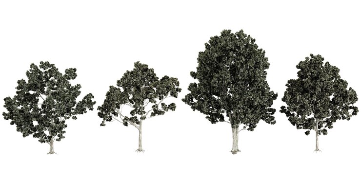 PSD collection of pinus plants on transparent background from the top view