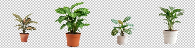 PSD collection potted prayer plant isolated on transparent background