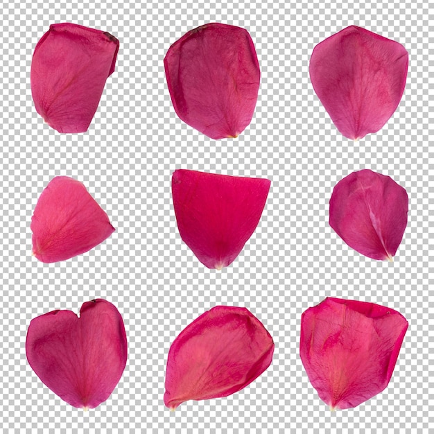 Collection of rose flower petals isolated rendering