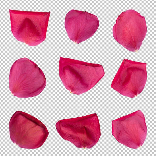 Collection of rose flower petals isolated rendering