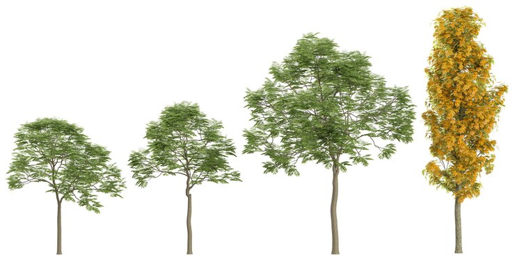 PSD collection of saccharumsapindus plants on transparent background