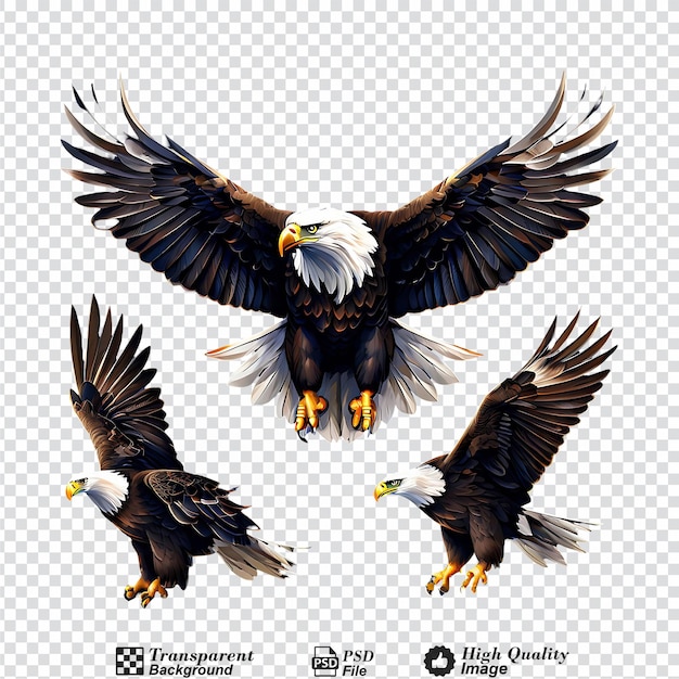 Collection set of a bald eagle in various flight positions object on plain color background realijpeg