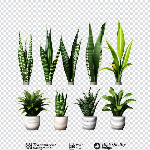 PSD collection set of snake plants isolated on transparent background