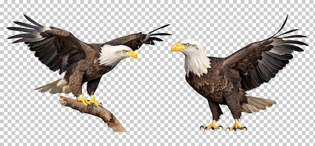 Collection set of two bald eagles isolated on transparent background png psd