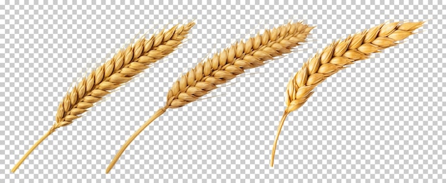 PSD collection set of wheat ears isolated on transparent background png psd