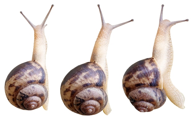 collection of snail poses