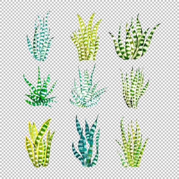 PSD collection of snake plants in watercolor