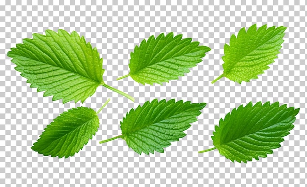 Collection of strawberry leaves isolated transparent background png psd