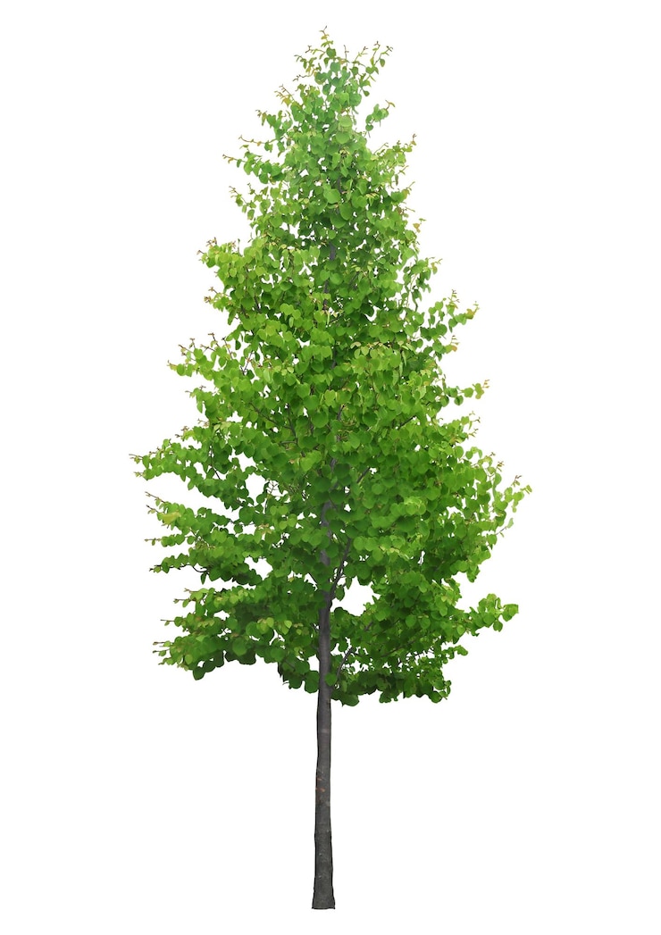PSD collection tree high resolution with cut out original background psd design