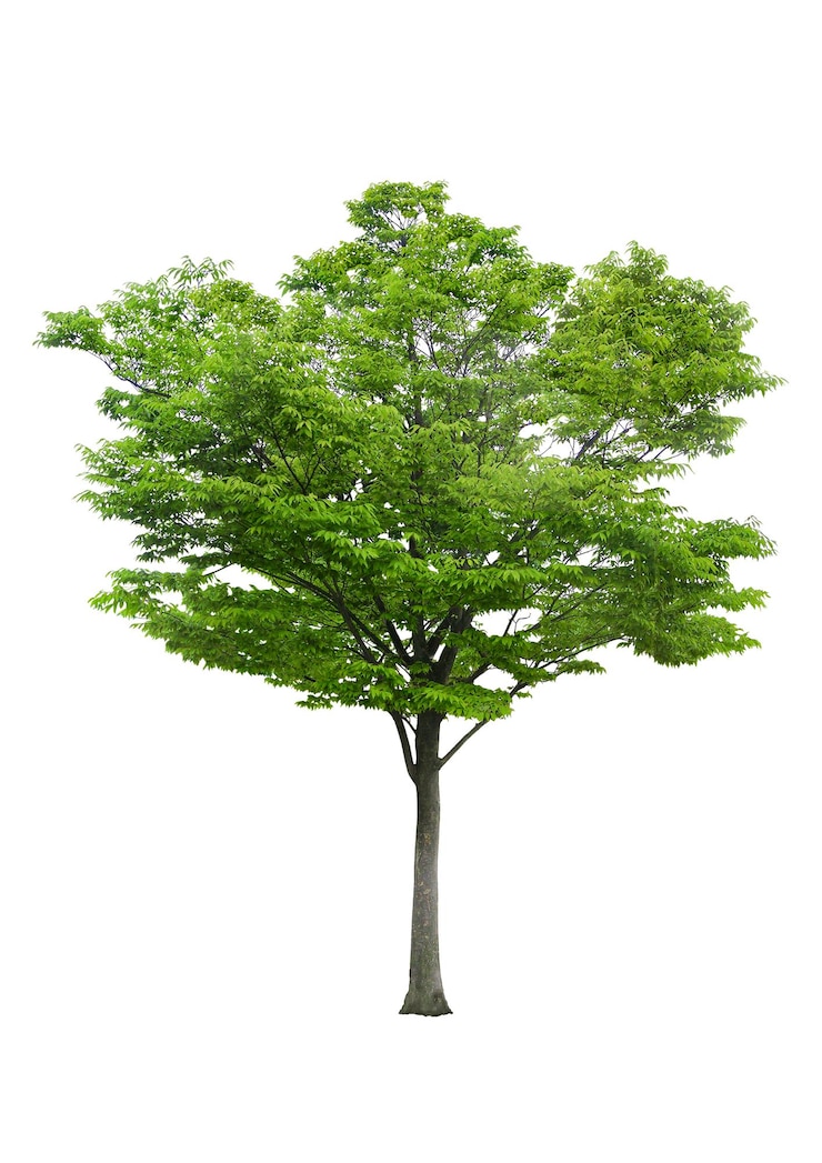 PSD collection tree high resolution with cut out original background psd design