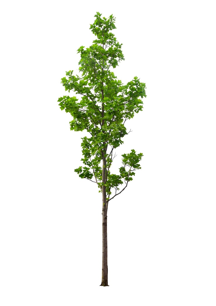 PSD collection tree high resolution with cut out original background psd design