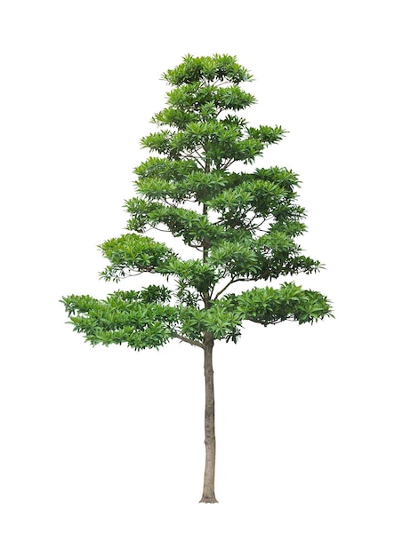 PSD albero di raccolta ad alta risoluzione con disegno psd di sfondo originale tagliato