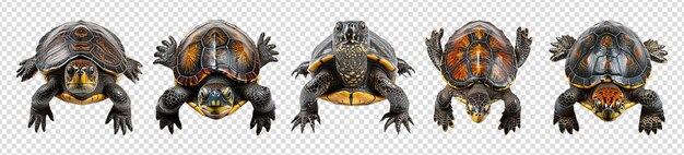 PSD collection of turtle portraits with transparent backgrounds