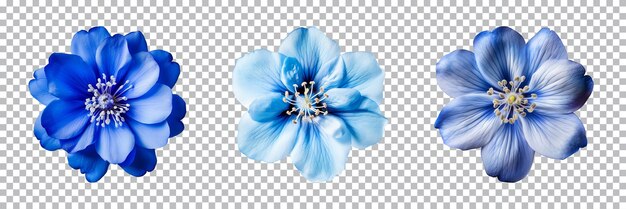 Collection of various blue flowers isolated on a transparent background