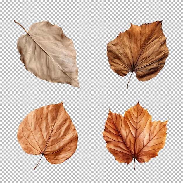 Collection of various brown dry leaves isolated on a transparent background