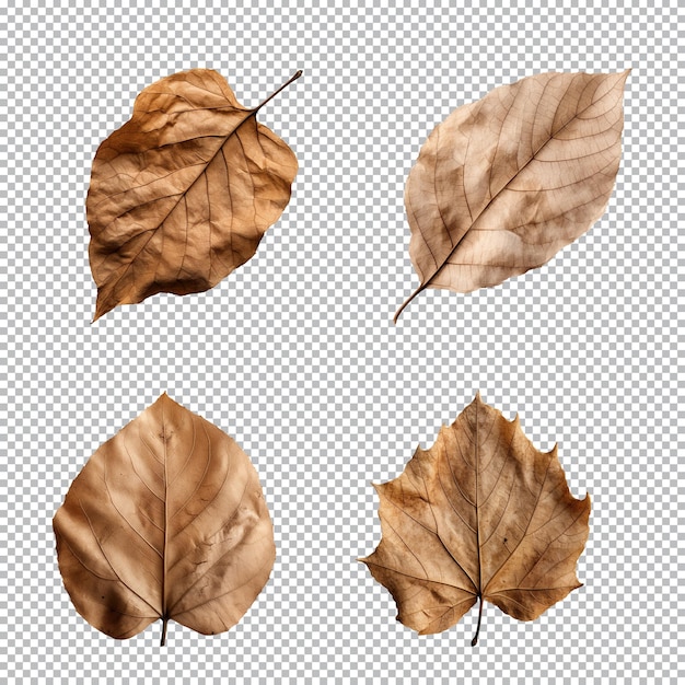 Collection of various brown dry leaves isolated on a transparent background