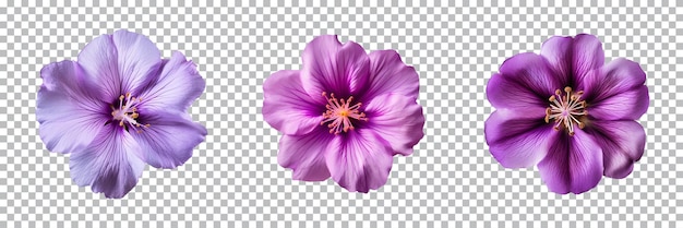 PSD collection of various purple flowers isolated on a transparent background