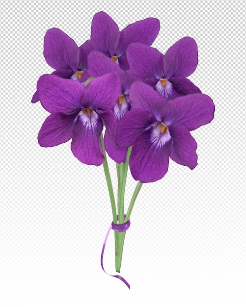 Colored violet isolated in spring