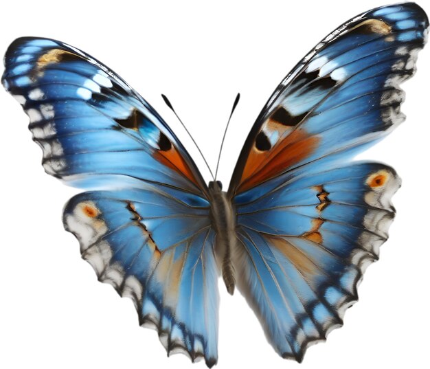 PSD Красочная и изящная картина бабочки