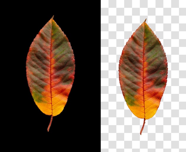 PSD colorful autumn leaf isolated on black background