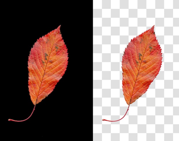 PSD colorful autumn leaf isolated on black background