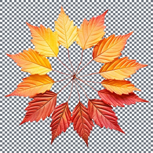 PSD colorful autumn maple leaves isolated on transparent background