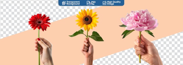 Colorful bouquet in hand Yellow Sunflower Red Gerbera Daisy and Pink Peony